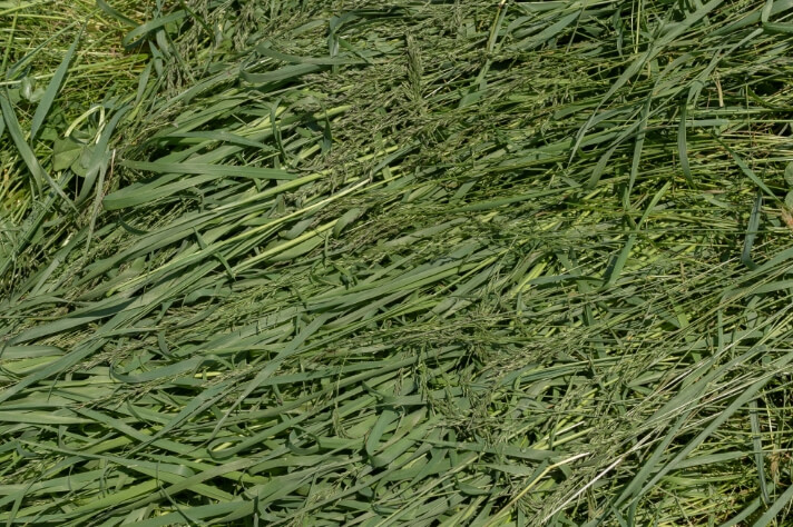 どっちが好き？_サムネイル画像