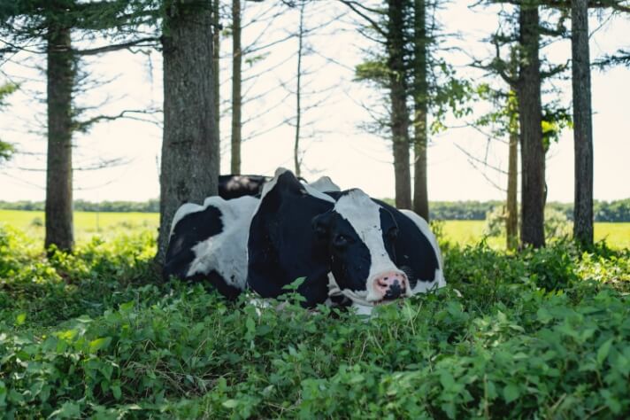 可愛らしい牛の行動その1　暑さは苦手_サムネイル画像