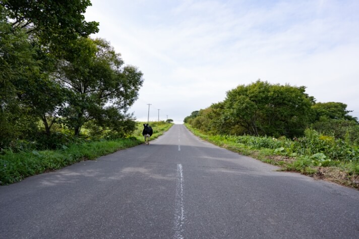 可愛らしい牛の行動その2　家出した牛_サムネイル画像