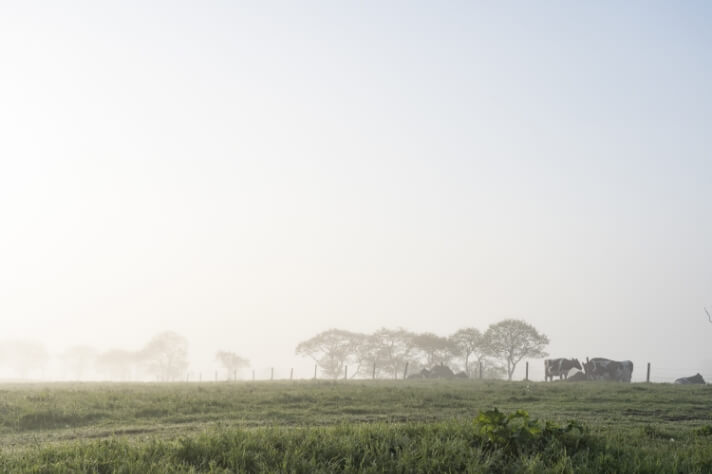 夏の濃霧_サムネイル画像
