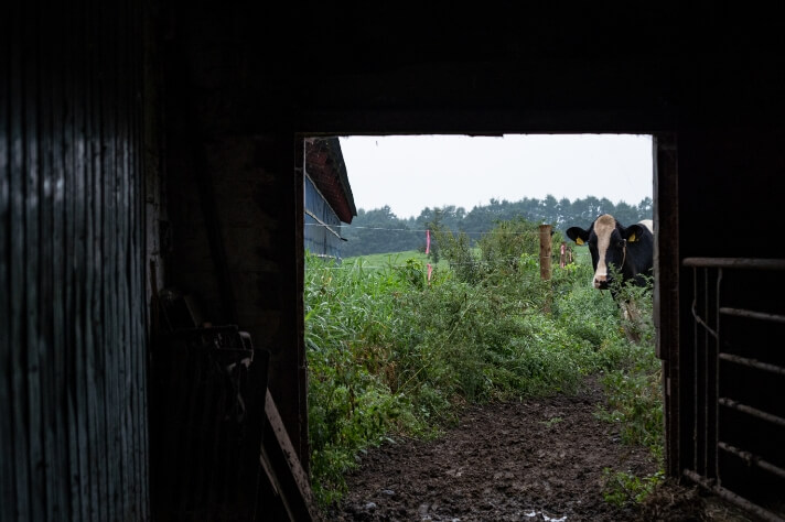 可愛らしい牛の行動その3　カメラが気になる_サムネイル画像