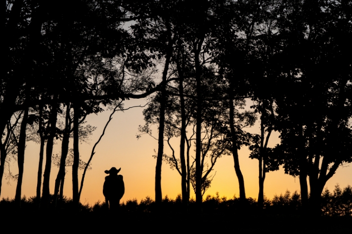 牧草地の木々_サムネイル画像