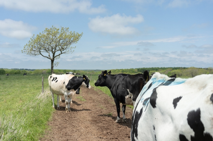 可愛らしい牛の行動その4　みんな一緒に動く_サムネイル画像