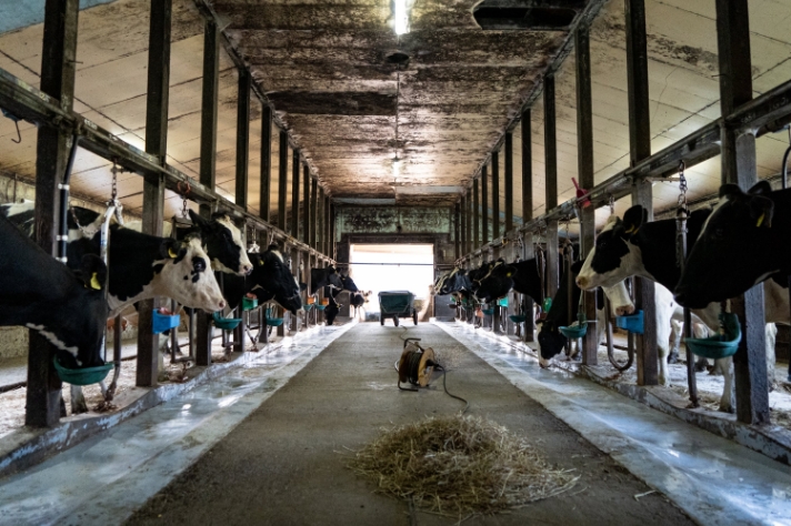 牛舎の違い_サムネイル画像