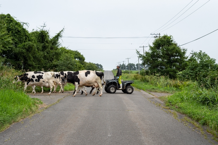 牛追い_サムネイル画像