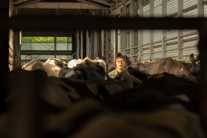 牛に囲まれて_サムネイル画像