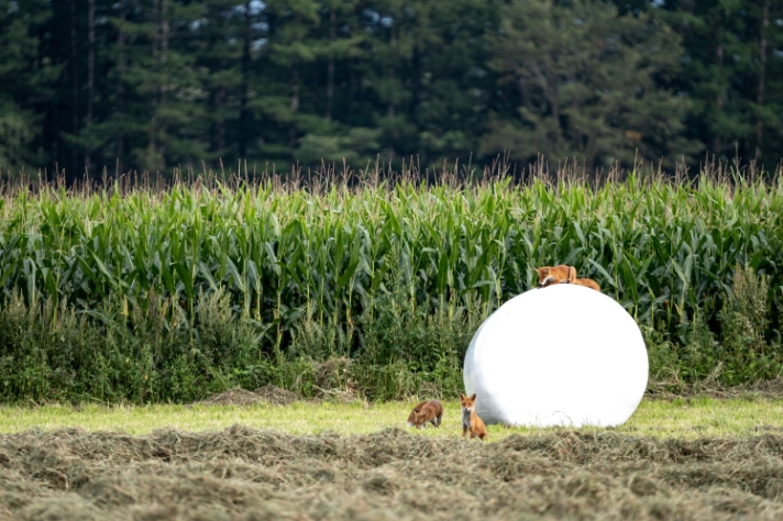 デントコーンとキタキツネ_サムネイル画像