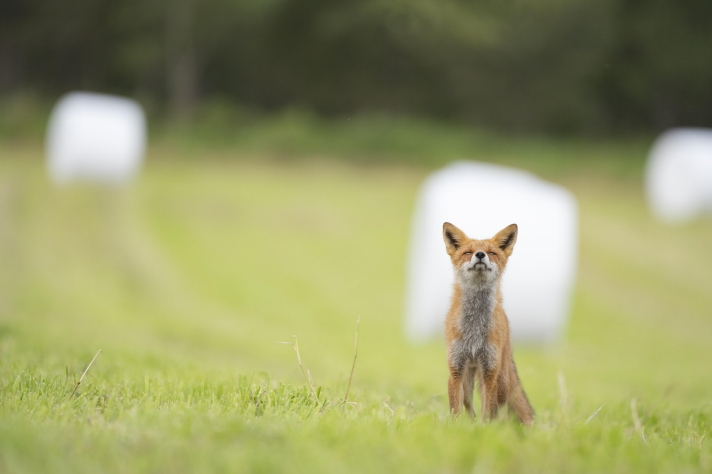 牧草地が好きな動物_キタキツネ_サムネイル画像
