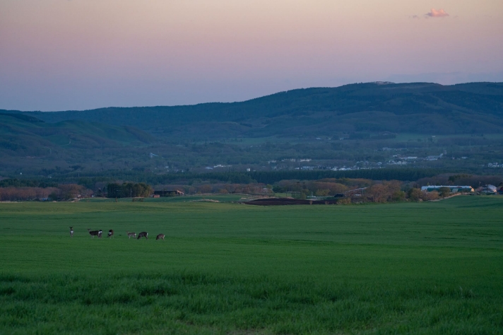 牧草地が好きな動物_エゾジカ_サムネイル画像