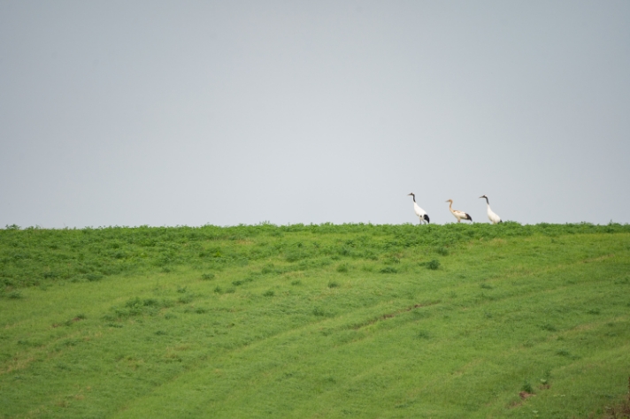 牧草地が好きな動物_タンチョウ_サムネイル画像