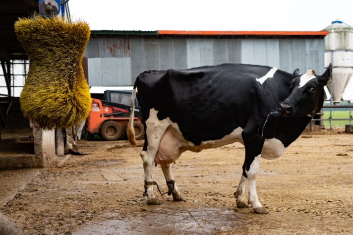 可愛らしい牛の行動その5　かゆいとこ_サムネイル画像