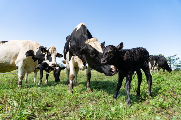 仔牛の話 その1_サムネイル画像