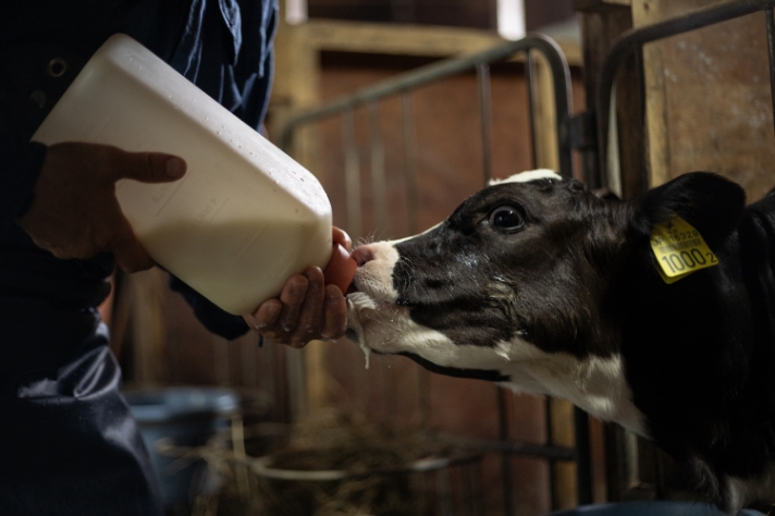 仔牛の話 その2_サムネイル画像