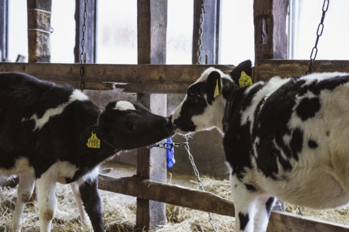 仔牛の話 その5_サムネイル画像