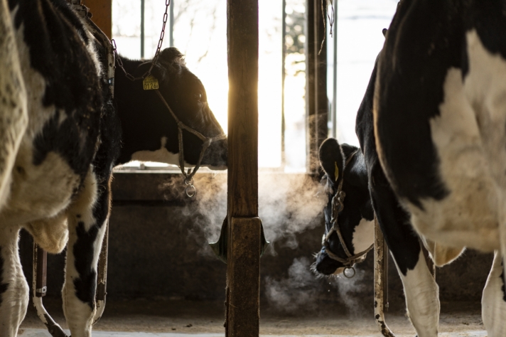 牛の体温_サムネイル画像