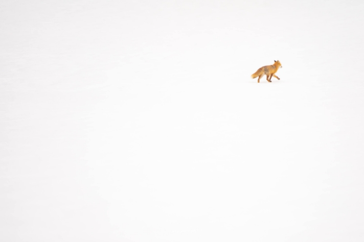 冬のキツネ_サムネイル画像