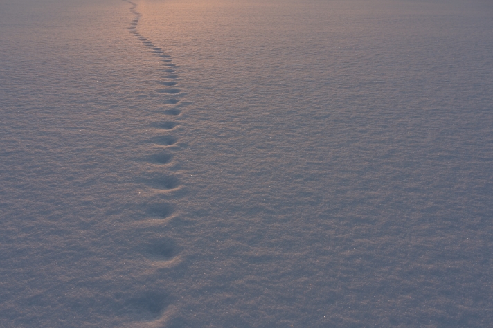 キツネの足跡_サムネイル画像