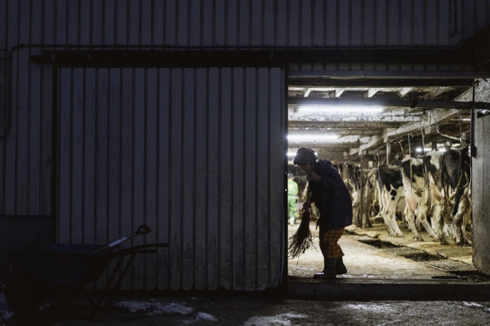 夕方の搾乳と日没_サムネイル画像